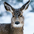 A Doe in Snow