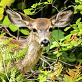Adorable Fawn