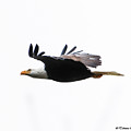 Bald Eagle in Flight