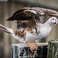 Curious Red-footed Booby of WA