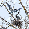 Herons at play