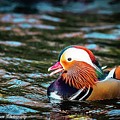 Mandarin in Paris