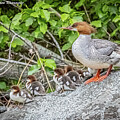 Merganser and her babies