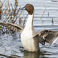 Northern Pintail