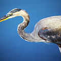 Portrait of a Great Blue Heron