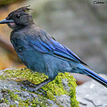 Stellars Blue Jay
