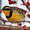 Varied Thrush